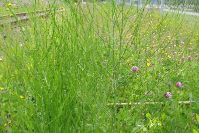 Asperge commune - Garden asparagus - Asparagus officinalis 1m9