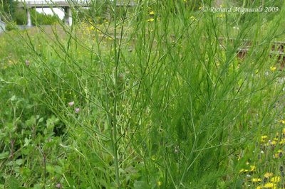 Asperge commune - Garden asparagus - Asparagus officinalis 2m9