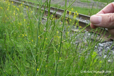 Asperge commune - Garden asparagus - Asparagus officinalis 3m9