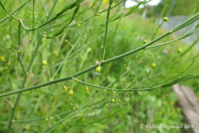 Asperge commune - Garden asparagus - Asparagus officinalis 4m9