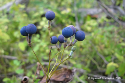 Caulophille faux-pigamond - Blue cohosh - Caulophyllum thalictroides 6m9