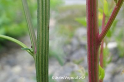 Chnopode blanc - White goosefoot - Chenopodium album 6m9