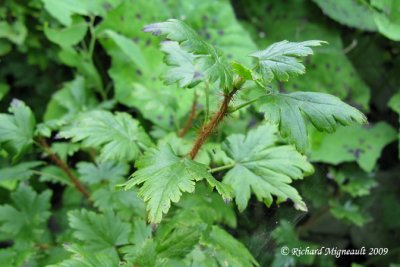 Gadelier lacuste - Groseiller sauvage - Swamp currant - Ribes lacustre 1m9