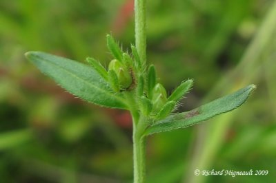 Herbe aux perles - Common gromwell - Lithospermum officinale 4m9