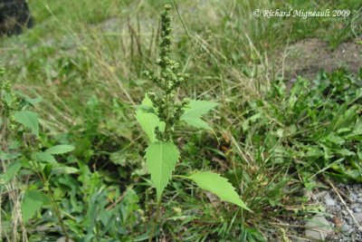 Iva xanthifolie - Marsh elder - Iva xanthifolia 1m9
