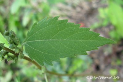 Iva xanthifolie - Marsh elder - Iva xanthifolia 3m9