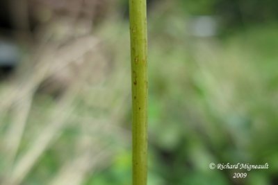 Iva xanthifolie - Marsh elder - Iva xanthifolia 4m9