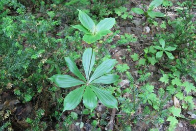 Mdole de Virginie - Medeola virginiana - Indian Cucumber Root 1m9