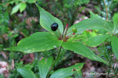 Mdole de Virginie - Medeola virginiana - Indian Cucumber Root 4m9