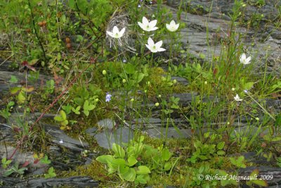 Parnassie  feuilles glaugues - Fern grass-of-Parnassus - Parnassia glauca 1m9