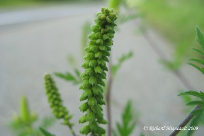 Petite herbe  poux - Small ragweed - Ambrosia artemisiifolia 3m9