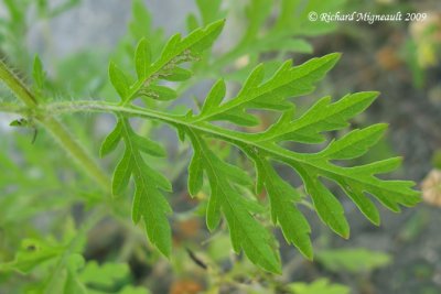 Petite herbe  poux - Small ragweed - Ambrosia artemisiifolia 5m9