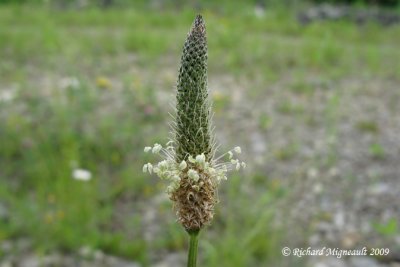 Plantain lancéolé - English plantain - Plantago lanceolata 3m9