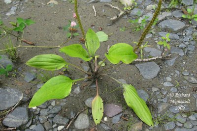 Plantin majeur polyforme - Common plantain - Plantago major 1m9