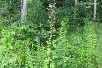 Prenanthe trifolie - Gall-of-the-earth - Prenanthes trifoliata 1m9