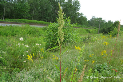 Rumex  feuilles longues - Long-leaved dock - Rumex longifolius 1m9