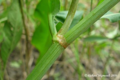 Rumex mexicain - Narrow-leaved dock - Rumex salicifolius 6m9
