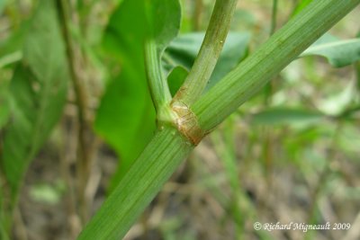 Rumex mexicain - Narrow-leaved dock - Rumex salicifolius 6m9