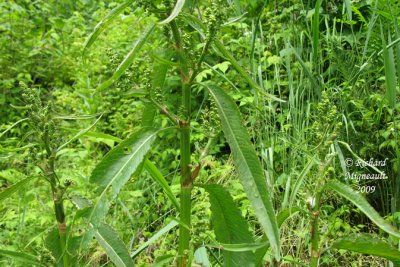 Rumex orbiculaire - Great water dock - Rumex orbiculatus 2m9