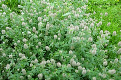 Trfle des champs - Rabbit-foot clover - Trifolium arvense 1m9