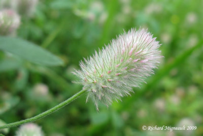 Trfle des champs - Rabbit-foot clover - Trifolium arvense 2m9