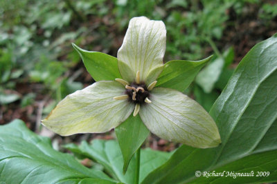 Trille pench - Nodding trillium - Trillium cernuum 2m9