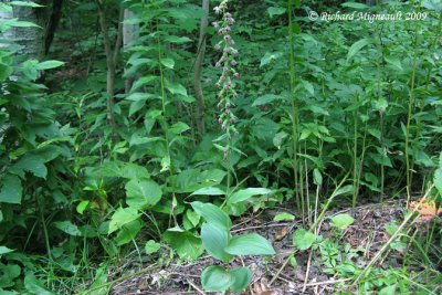 Épipactis petit-éléore - Helleborine - Epipactis helleborine 1m9