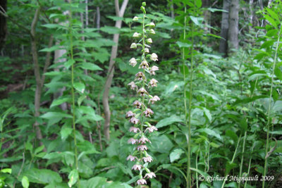 Épipactis petit-éléore - Helleborine - Epipactis helleborine 2m9