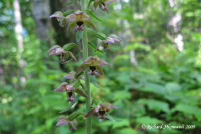 Épipactis petit-éléore - Helleborine - Epipactis helleborine 3m9