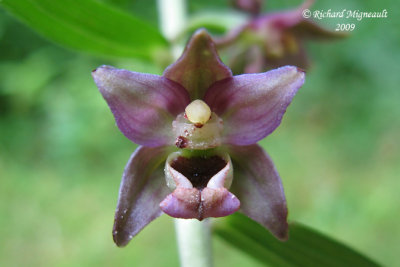 Épipactis petit-éléore - Helleborine - Epipactis helleborine 4m9