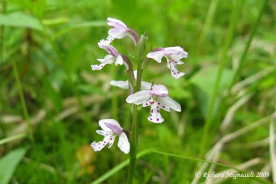 Orchis à feuille ronde - Small round-leaved orchid - Orchis rotundifolia 2m9