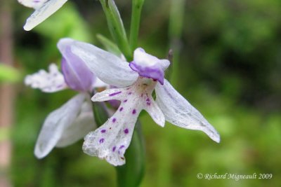 Orchis à feuille ronde - Small round-leaved orchid - Orchis rotundifolia 4m9
