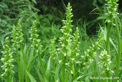 Platantaire hyperboréal - Northern Green Orchid - Platanthera aquilonis 1m9