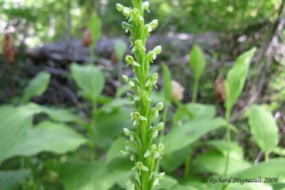 Platantaire hyperboréal - Northern Green Orchid - Platanthera aquilonis 2m9