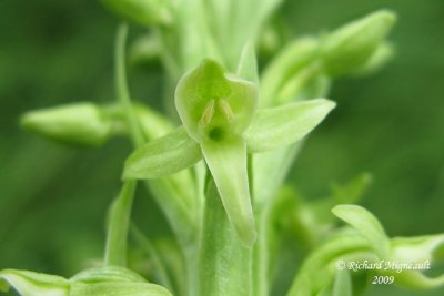 Platantaire hyperboréal - Northern Green Orchid - Platanthera aquilonis 4m9