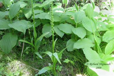 Platantaire hyperboréal - Northern Green Orchid - Platanthera aquilonis 5m9