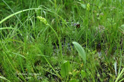 Platanthère claviforme - Green woodland orchid - Platanthera clavellata 1m9