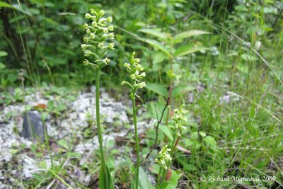 Platanthère claviforme - Green woodland orchid - Platanthera clavellata 2m9