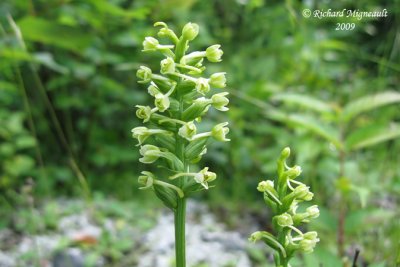 Platanthère claviforme - Green woodland orchid - Platanthera clavellata 3m9