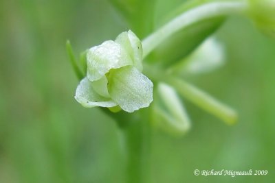 Platanthère claviforme - Green woodland orchid - Platanthera clavellata 4m9