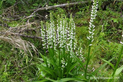Platanthère dilaté - Bog-candle - Platanthera dilatata 1m9