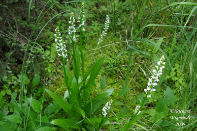 Platanthère dilaté - Bog-candle - Platanthera dilatata 2m9