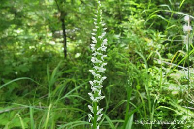 Platanthère dilaté - Bog-candle - Platanthera dilatata 3m9