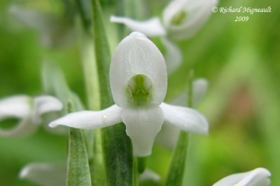 Platanthère dilaté - Bog-candle - Platanthera dilatata 4m9