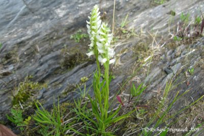 Spiranthe de Romanzoff- Hooded ladies tresses - Spiranthes romanzoffiana 1m9