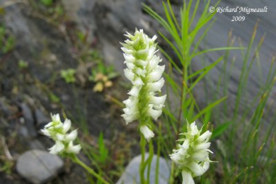Spiranthe de Romanzoff- Hooded ladies tresses - Spiranthes romanzoffiana 2m9