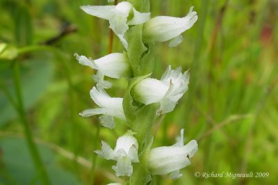 Spiranthe de Romanzoff- Hooded ladies tresses - Spiranthes romanzoffiana 3m9