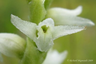 Spiranthe de Romanzoff- Hooded ladies tresses - Spiranthes romanzoffiana 4m9