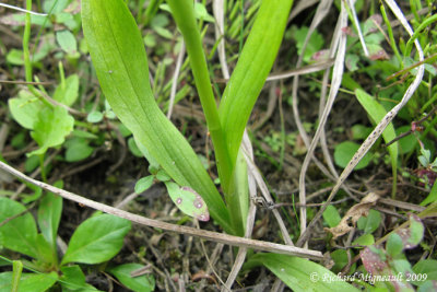 Spiranthe de Romanzoff- Hooded ladies tresses - Spiranthes romanzoffiana 5m9