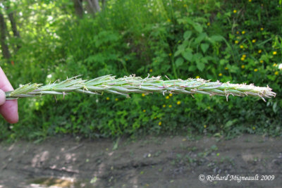 Agropyron à chaumes rudes - Dog chouch-grass - Agropyron trachycaulum 2m9